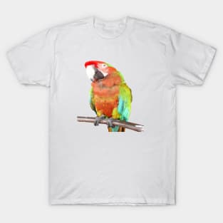 Stunning Harlequin Macaw On A Perch Vector Art T-Shirt